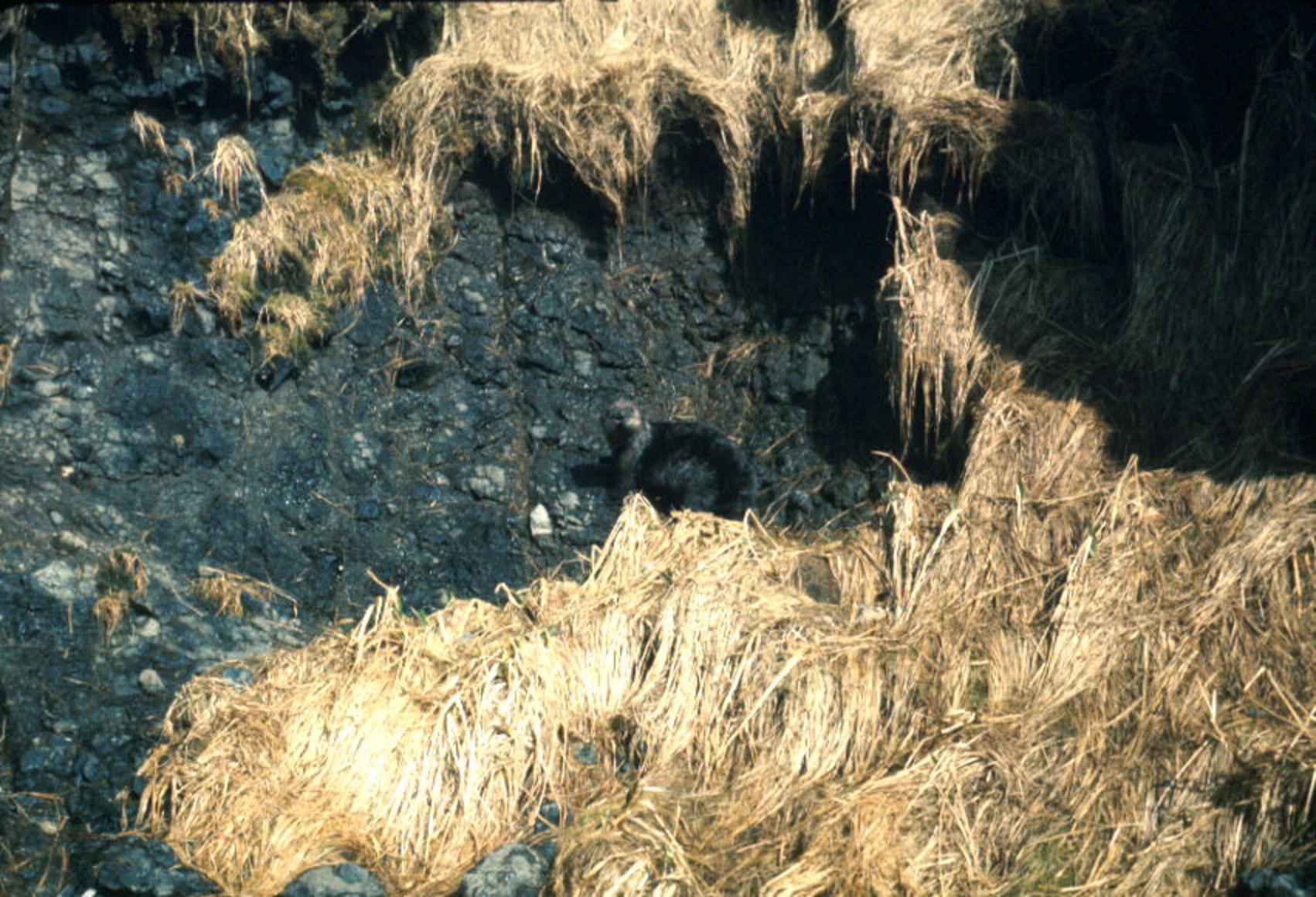 A sea otter floating on its back in calm water