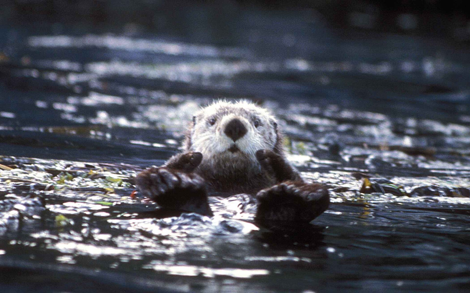 A sea otter grooming its fur