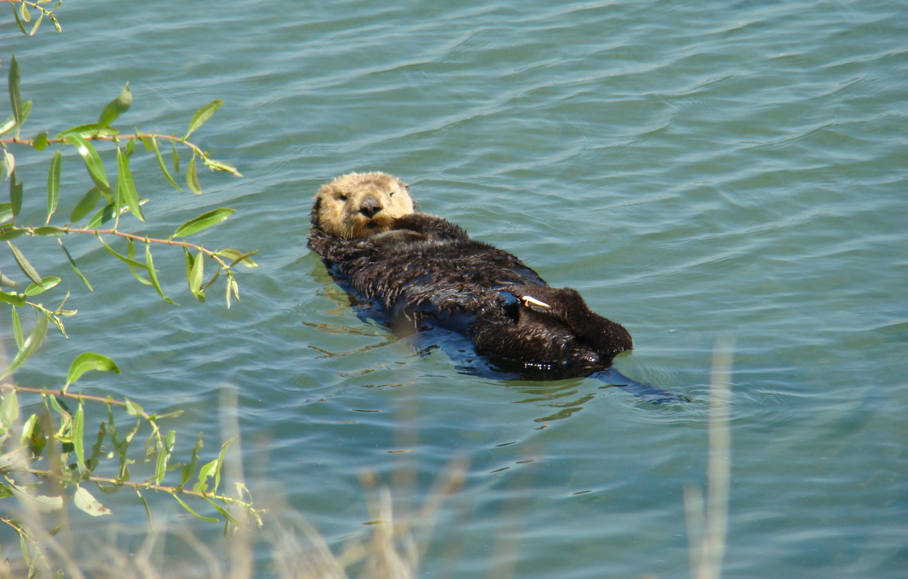 Appreciate sea otters, safely! Sea otters can be found in nearshore areas along the California coastline, including areas of high human act…