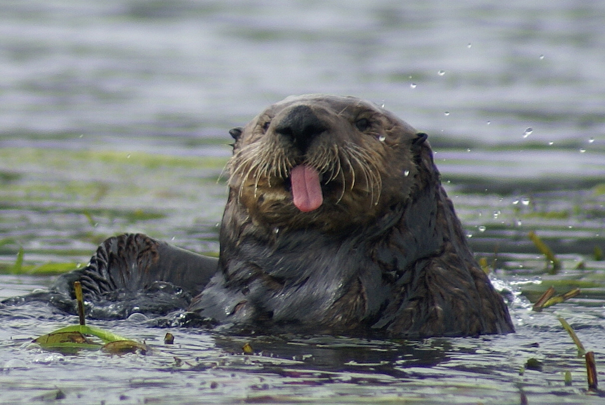 Sea Otter Awareness Week is held every year in September to put a spotlight on the world of sea otters, and to highlight ongoing conservati…
