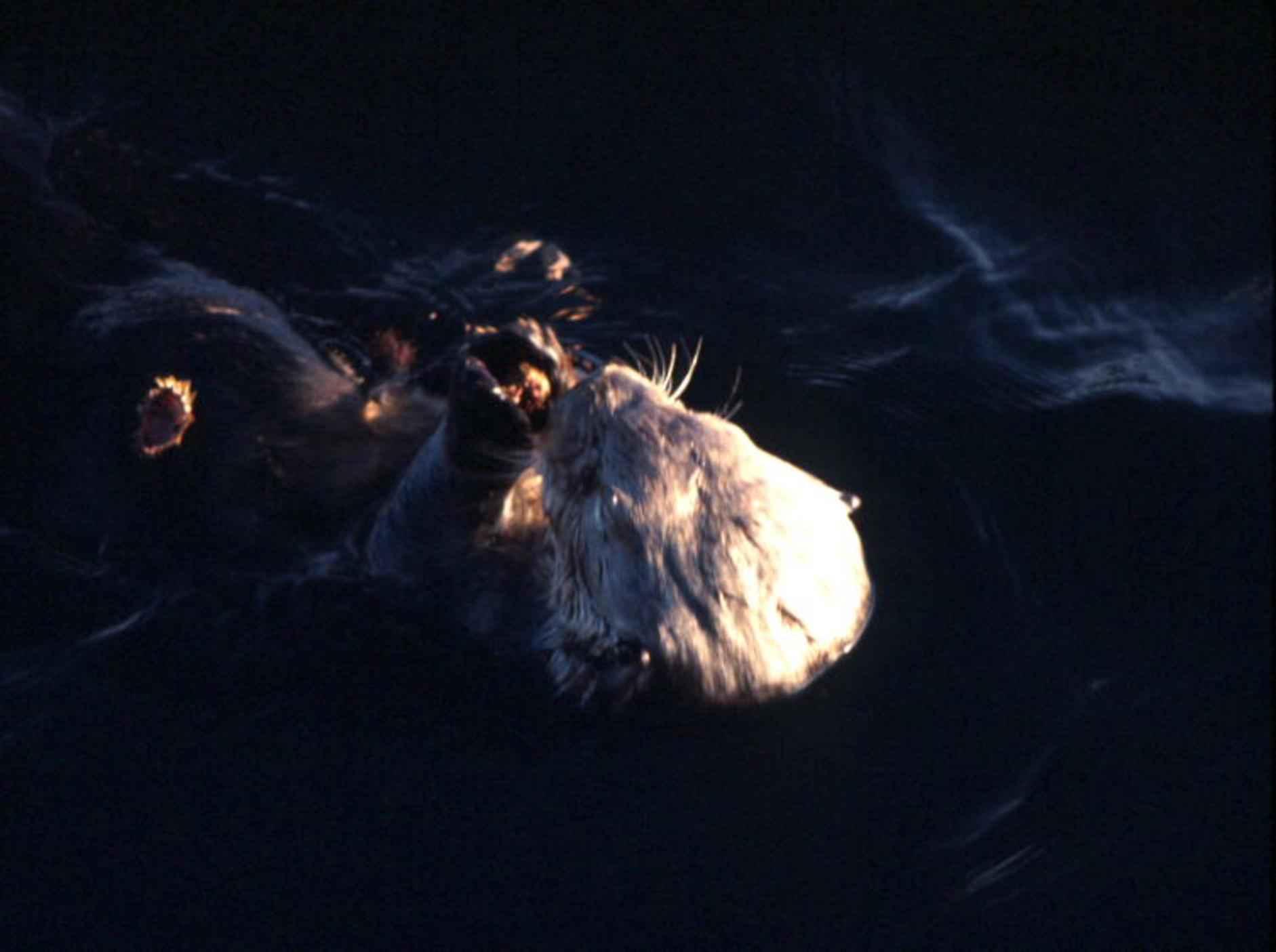 A sea otter eating while floating on its back
