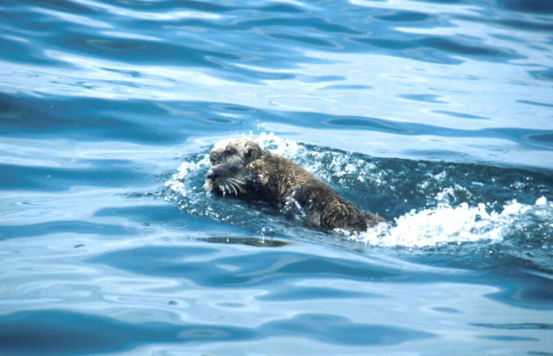 Sea otters resting together on the water
