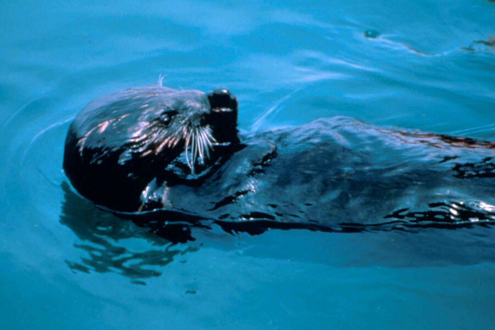 Image title: Oiled enhydra lutris sea otter animal Image from Public domain images website, http://www.public-domain-image.com/full-image/f…