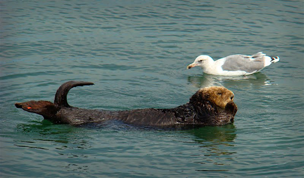 Historically, sea otters numbered between 150,000 and 300,000 worldwide. But due to the fur trade, numbers plummeted to just 1,000-2,000 in…