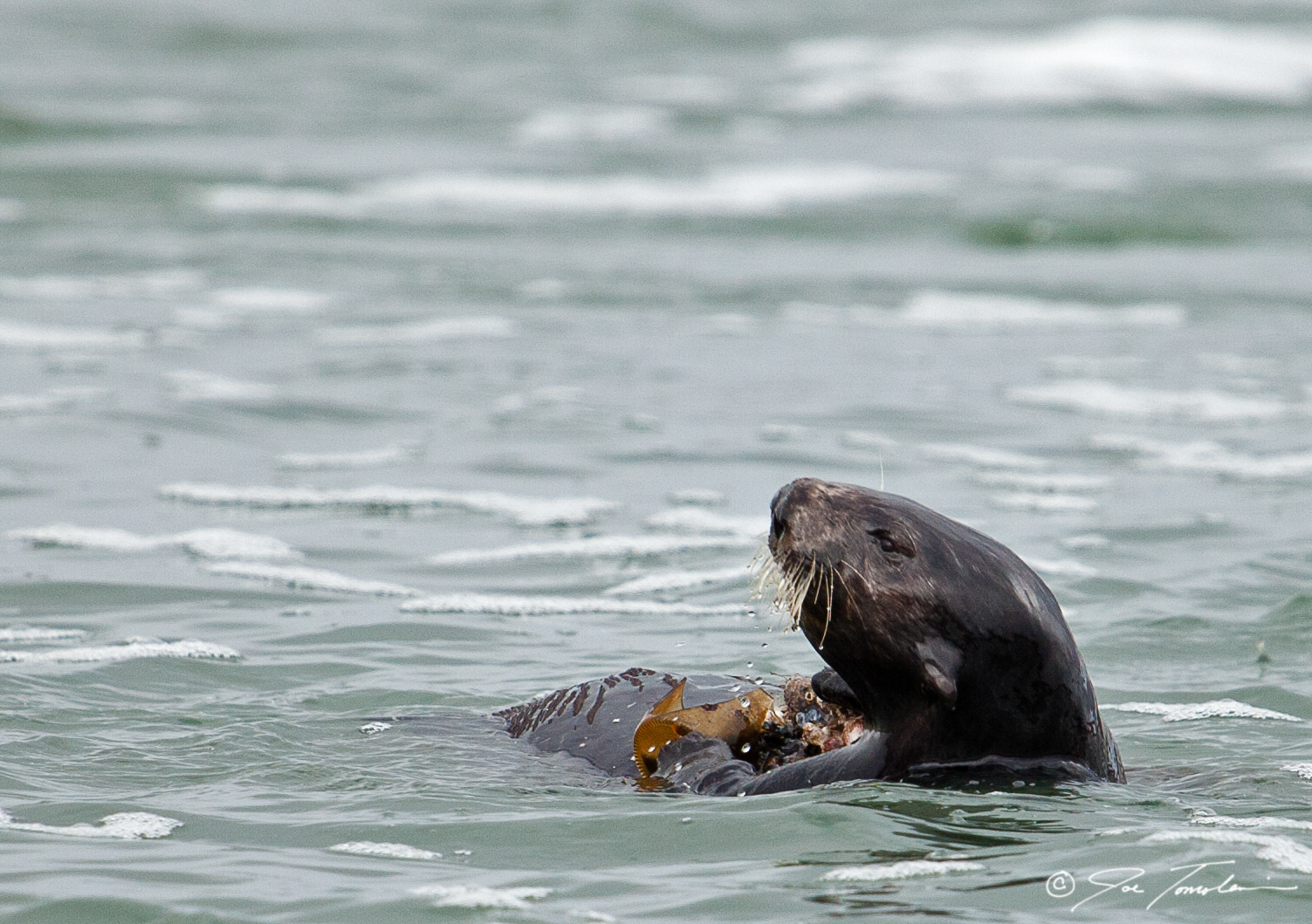 Sea otters live in shallow coastal waters of the North Pacific Ocean. They are among the select group of animals known to use tools. They u…