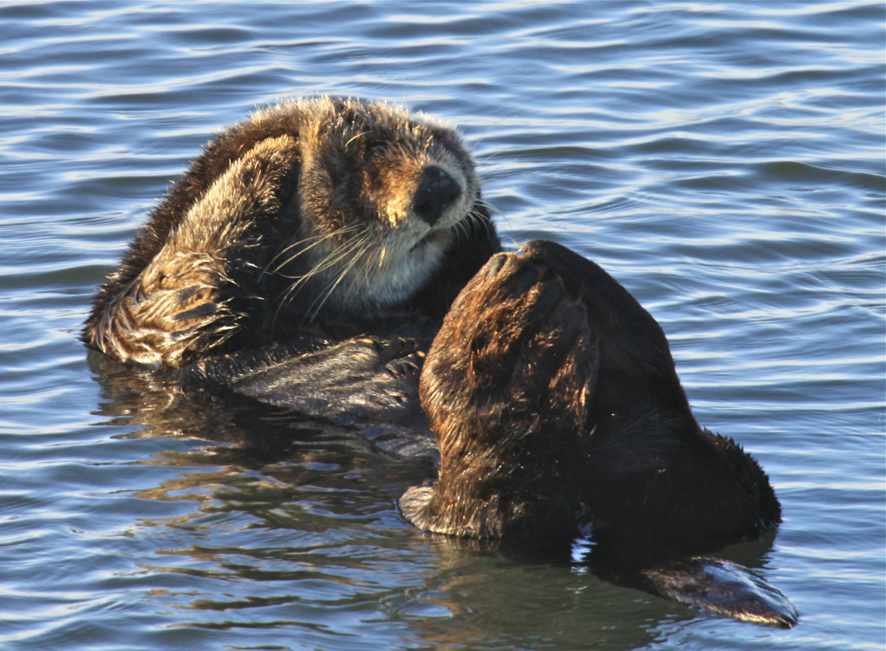 There’s still a long way to go in southern sea otter recovery, but we’re making progress. This year’s population index shows numbers are ho…