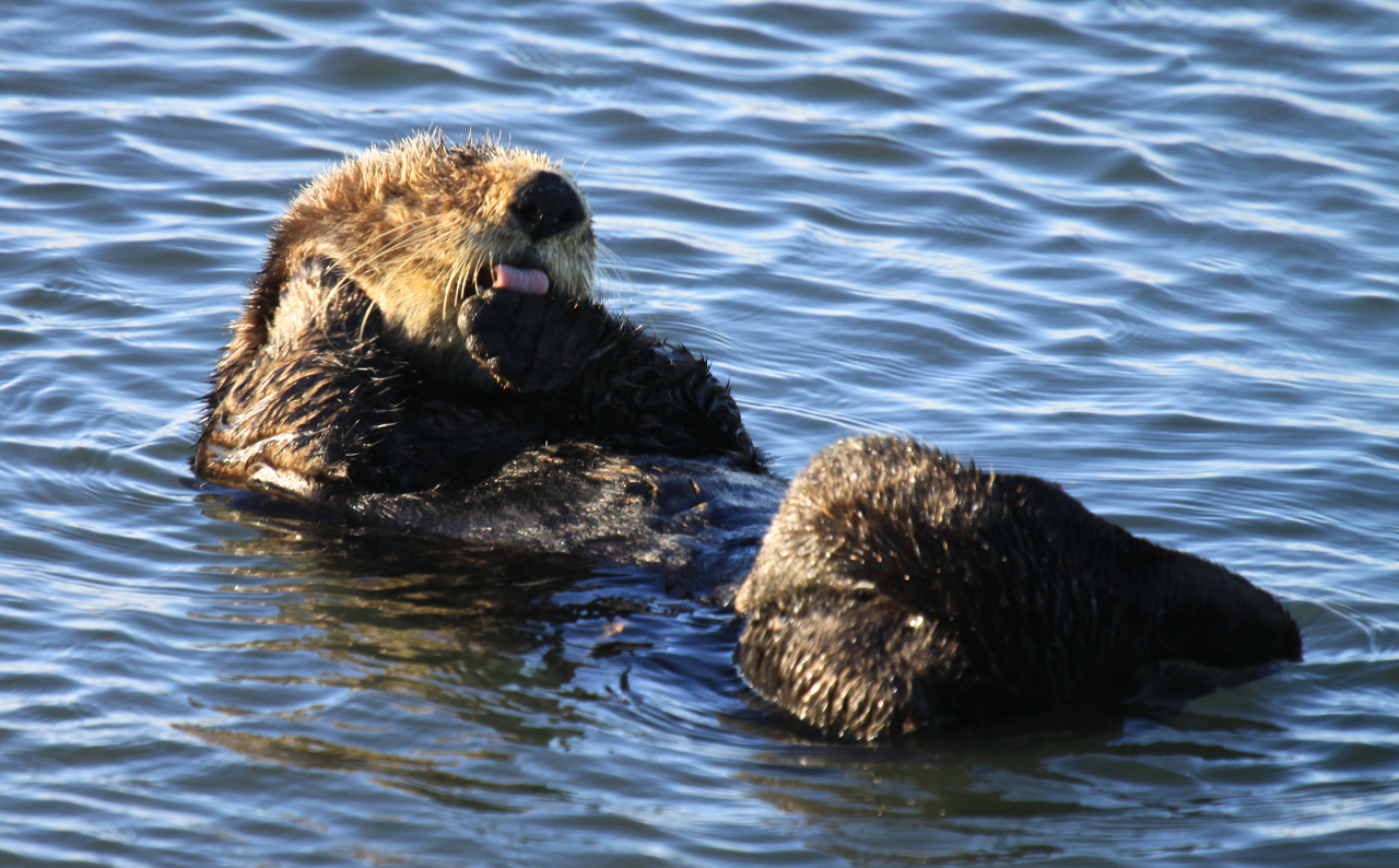 Sea otters have the densest fur in the animal kingdom, ranging from 250,000 to a million hairs per square inch, which insulates them and ma…