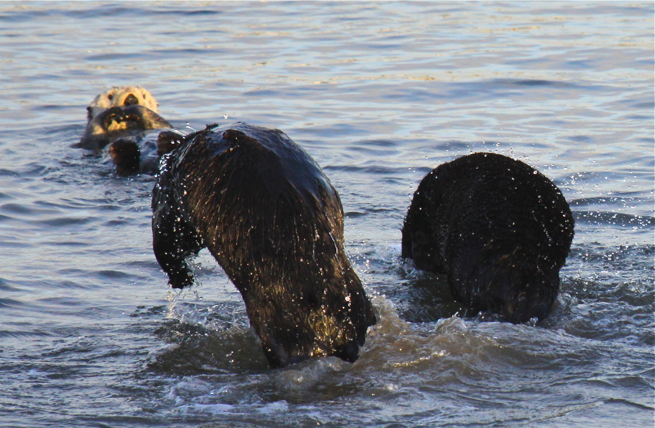 Young male sea otters spar with and challenge each other as a mature sea otter looks on. Photo by Lilian Carswell/USFWS.